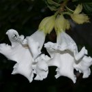 Beaumontia Grandiflora Vine 10 Seeds, Fragrant Easter Lily, Heralds Trumpet