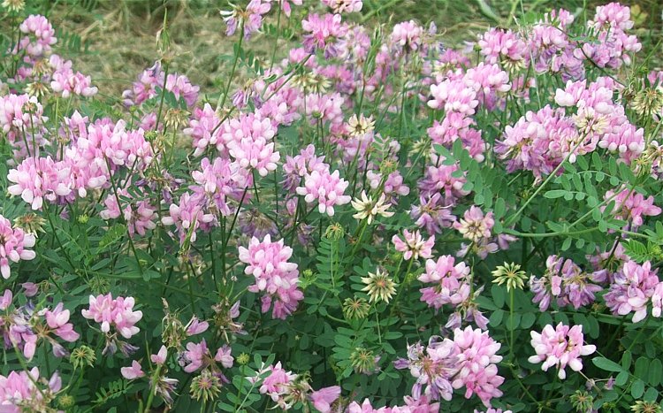 Coronilla Varia Crown Vetch, Hardy Ground Cover 20 Seeds