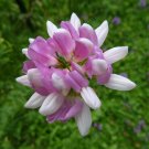 Coronilla Varia Crown Vetch, Hardy Ground Cover 1,000 Seeds Coronilla Varia Crown Vetch, Hardy Ground Cover 1,000 Seeds