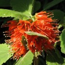 Greyia Radlkoferi, Woolly Or Natal Bottlebrush South African Shrub Or Small Tree 10 Seeds