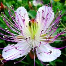 Capparis Spinosa, Caper Bush, Flinders Rose 20 Seeds Capparis Spinosa, Caper Bush, Flinders Rose 20 Seeds