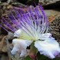 Capparis Spinosa, Caper Bush, Flinders Rose 20 Seeds
