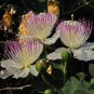 Capparis Spinosa, Caper Bush, Flinders Rose 20 Seeds