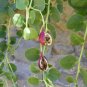 Capparis Spinosa, Caper Bush, Flinders Rose 20 Seeds