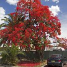 Brachychiton Acerifolius 7 Seeds, Illawarra Flame Tree, Kurrajong Brachychiton Acerifolius 7 Seeds, Illawarra Flame Tree, Kurrajong