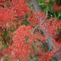 Brachychiton Acerifolius 50 Seeds, Illawarra Flame Tree, Kurrajong
