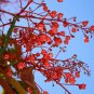 Brachychiton Acerifolius 50 Seeds, Illawarra Flame Tree, Kurrajong
