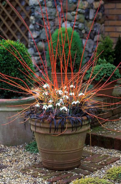 Cornus Sanguinea 20 Seeds Dogwood Midwinter Fire Winter Flame Shrub Cold Hardy