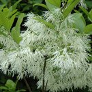Chionanthus Virginicus 10 Seeds, Hardy White Fringetree, Grancy Greybeard Chionanthus Virginicus 10 Seeds, Hardy White Fringetree, Grancy Greybeard