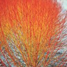 Cornus Sanguinea 1000 Seeds, Dogwood Midwinter Fire, Winter Flame Shrub Cold Hardy
