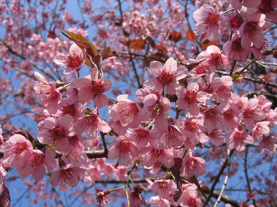 Prunus Cerasoides 300 Seeds, Wild Himalayan Cherry Tree