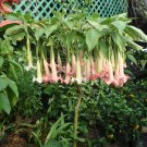 Brugmansia Ecuador Pink 10 Seeds, Popular Hybrid Shrub Or Sm Tree