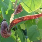 Aristolochia Ringens 10 Seeds, Gaping Dutchman's Pipe Vine, Birthwort Aristolochia Ringens 10 Seeds, Gaping Dutchman's Pipe Vine, Birthwort
