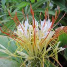 Hedychium Ellipticum 8 Seeds, Shaving Brush Ginger, Hardy Rock Butterfly Lily Hedychium Ellipticum 8 Seeds, Shaving Brush Ginger, Hardy Rock Butterfly Lily