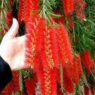 Callistemon Viminalis 500+ Seeds, Weeping Bottle Brush Tree