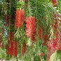 Callistemon Viminalis 500+ Seeds, Weeping Bottle Brush Tree
