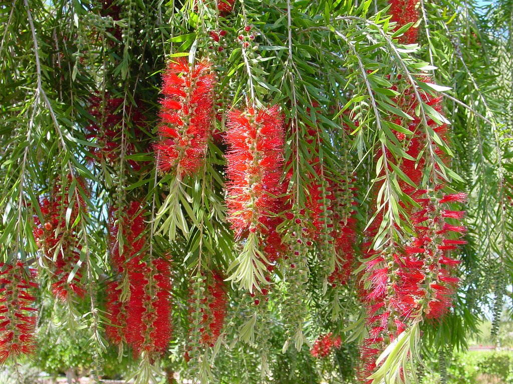 Callistemon Viminalis 1,000+ Seeds, Weeping Bottle Brush Tree