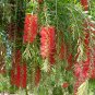 Callistemon Viminalis 5,000+ Seeds, Weeping Bottle Brush Tree