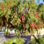 Callistemon Viminalis 5,000+ Seeds, Weeping Bottle Brush Tree