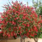 Callistemon Viminalis 5,000+ Seeds, Weeping Bottle Brush Tree