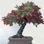 Callistemon Viminalis 5,000+ Seeds, Weeping Bottle Brush Tree