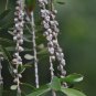 Callistemon Viminalis 5,000+ Seeds, Weeping Bottle Brush Tree