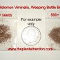 Callistemon Viminalis 5,000+ Seeds, Weeping Bottle Brush Tree