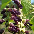 Mucuna Pruriens Vine 5 Seeds, Velvet Bean, (Molted Strain) NO ITCH