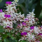 Lysidice Rhodostegia Tree 5 seeds, Fragrant Flowering Shrub Rare Miriam Flower Lysidice Rhodostegia Tree 5 seeds, Fragrant Flowering Shrub Rare Miriam Flower