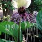 Tacca Nivea White 10 Seeds, Devilâs Whiskers, White Bat Flower
