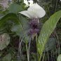 Tacca Nivea White 10 Seeds, Devilâs Whiskers, White Bat Flower