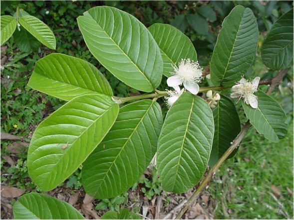 Psidium Guajava 30 Seeds, The Common Apple Guava