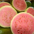 Psidium Guajava 300 Seeds, Fragrant Common Apple Guava Fruit Tree Shrub Bonsai