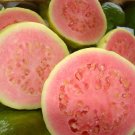 Psidium Guajava 1800 Seeds, Fragrant Common Apple Guava Fruit Tree Shrub Bonsai