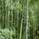 Bambusa bambos 15 Seeds, Giant Indian Thorny Bamboo, Bambusa arundinacea