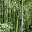 Bambusa bambos 100 Seeds, Giant Indian Thorny Bamboo, Bambusa arundinacea