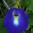 Clitoria Ternatea Vine Single Blue, 15 Seeds Butterfly Pea, Asian Pigeonwings Clitoria Ternatea Vine Single Blue, 15 Seeds Butterfly Pea, Asian Pigeonwings