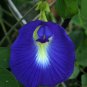 Clitoria Ternatea Vine Single Blue, 15 Seeds Butterfly Pea, Asian Pigeonwings