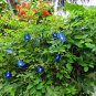 Clitoria Ternatea Vine Single Blue, 15 Seeds Butterfly Pea, Asian Pigeonwings