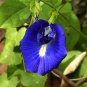Clitoria Ternatea Vine Single Blue, 15 Seeds Butterfly Pea, Asian Pigeonwings