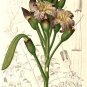 Oroxylum Indicum 100 Seeds, Midnight Horror Tree, Edible Indian Trumpet Flower