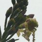 Oroxylum Indicum 100 Seeds, Midnight Horror Tree, Edible Indian Trumpet Flower