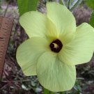 Abelmoschus Moschatus 500 Seeds, Hibiscus Fragrant Musk Mallow, Musk Okra Abelmoschus Moschatus 500 Seeds, Hibiscus Fragrant Musk Mallow, Musk Okra