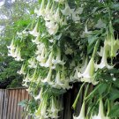 Brugmansia Suaveolens White 10 Seeds, Brazil's Angel Trumpet Shrub Or Sm Tree Brugmansia Suaveolens White 10 Seeds, Brazil's Angel Trumpet Shrub Or Sm Tree