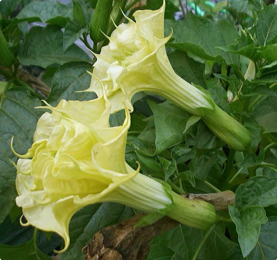 Datura Suaveolens Double Golden Queen 10 Seeds, Devil's Trumpet