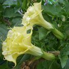 Datura Suaveolens Double Golden Queen 10 Seeds, Devil's Trumpet Datura Suaveolens Double Golden Queen 10 Seeds, Devil's Trumpet