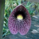 Aristolochia Littoralis Vine, 10 Seeds Calico Flower, Elegans Dutchman's Pipe