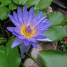 Nymphaea Nouchali 15 Seeds, Blue Water Lily, Star Lotus Aquatic Pond Plants Nymphaea Nouchali 15 Seeds, Blue Water Lily, Star Lotus Aquatic Pond Plants