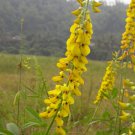 Crotalaria Pallida 500 Seeds, Smooth Rattlebox, Edible Rattlepod Crotalaria Pallida 500 Seeds, Smooth Rattlebox, Edible Rattlepod
