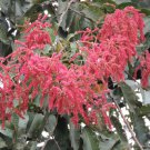Terminalia Myriocarpa Tree 20 Seeds, East Indian-almond, Ornamental Hollock Terminalia Myriocarpa Tree 20 Seeds, East Indian-almond, Ornamental Hollock